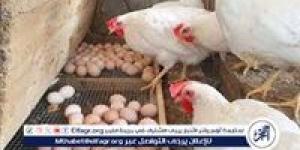 أسعار الفراخ البيضاء وأطباق البيض اليوم الجمعة الموافق 8-5-2028 بسوهاج - الهلال الإخباري