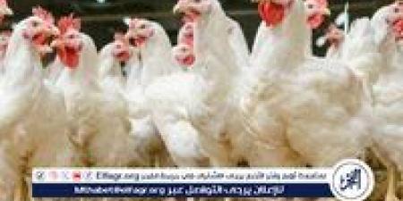 أسعار الفراخ البيضاء اليوم الجمعة 9-5-2025 في الدقهلية - الهلال الإخباري