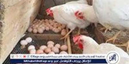بورصة الدواجن.. تعرف على اسعار الدواجن اليوم السبت الموافق 10-5-2025 فى سوهاج - الهلال الإخباري