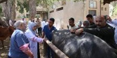 علاج 1045 حالة من الماشية بالمجان ضمن القافلة البيطرية بقرية الأعلام مركز الفيوم - الهلال الإخباري