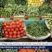 أسعار الخضروات اليوم السبت 10-5-2025 في قنا - الهلال الإخباري