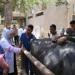علاج 1045 حالة من الماشية بالمجان ضمن القافلة البيطرية بقرية الأعلام مركز الفيوم - الهلال الإخباري