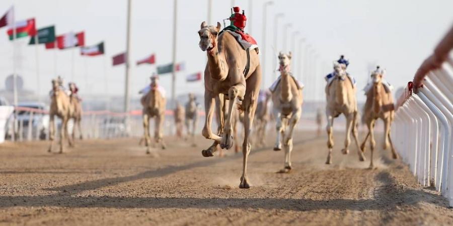 «الشاهينية» تحلق بكأس الأبكار في «ختامي الوثبة» - الهلال الإخباري