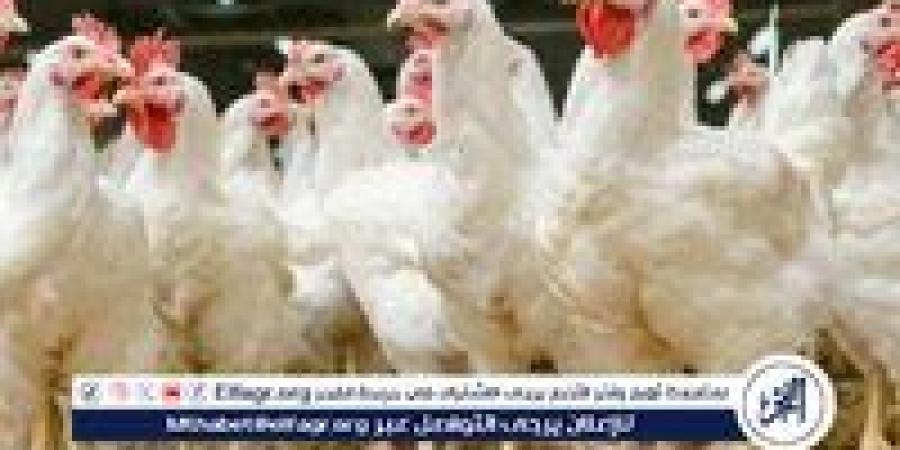 بورصة الدواجن.. أسعار الفراخ البيضاء اليوم الاربعاء 14-5-2025 في قنا - الهلال الإخباري