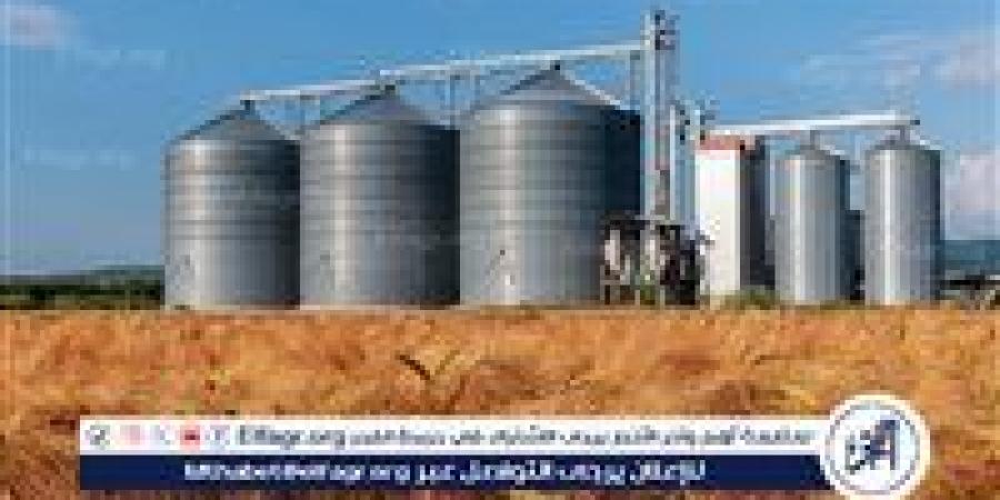 قفزة قياسية في توريد القمح بمحافظة الفيوم خلال موسم 2025 - الهلال الإخباري