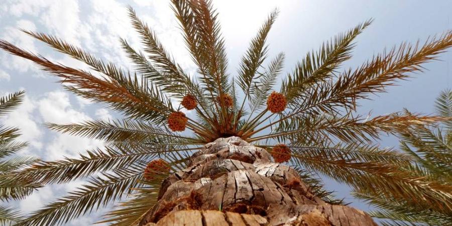 مسابقة «إبداع من النخلة» في «ليوا للرطب» - الهلال الإخباري