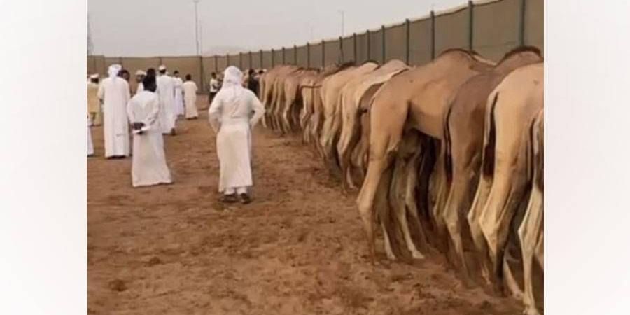 برنامج ترصيص لسن الفطامين بميدان الذيد لسباقات الهجن - الهلال الإخباري